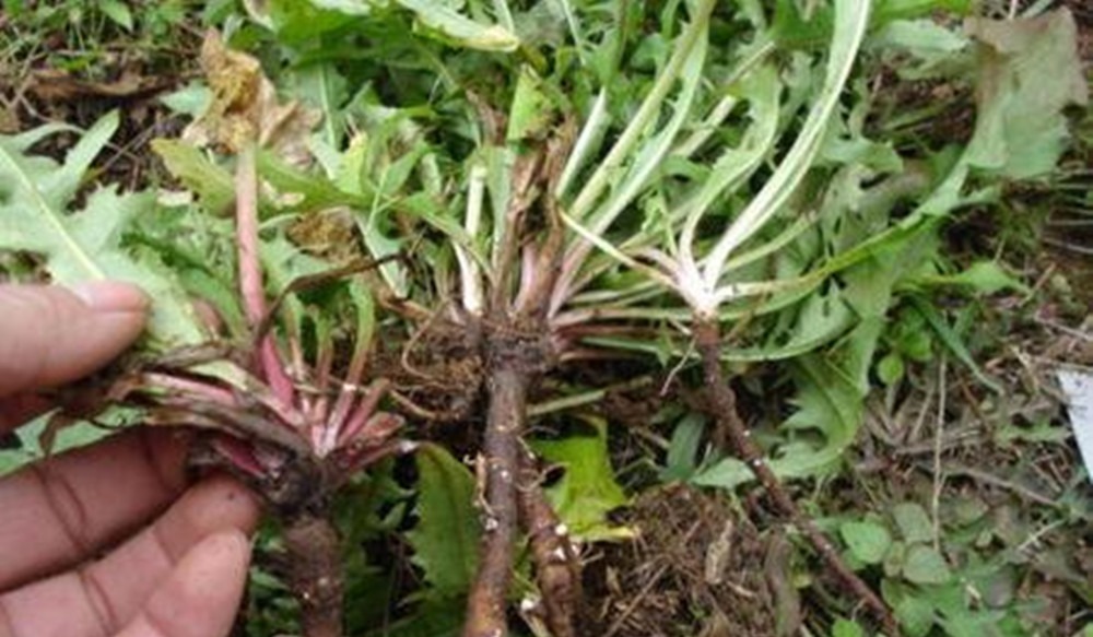 痊愈|得了口腔溃疡就是上火了医生教给3个办法,快速痊愈,吃嘛嘛香