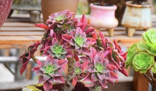 春天养法师,就因为“换了地方”,3天就变色,太漂亮了