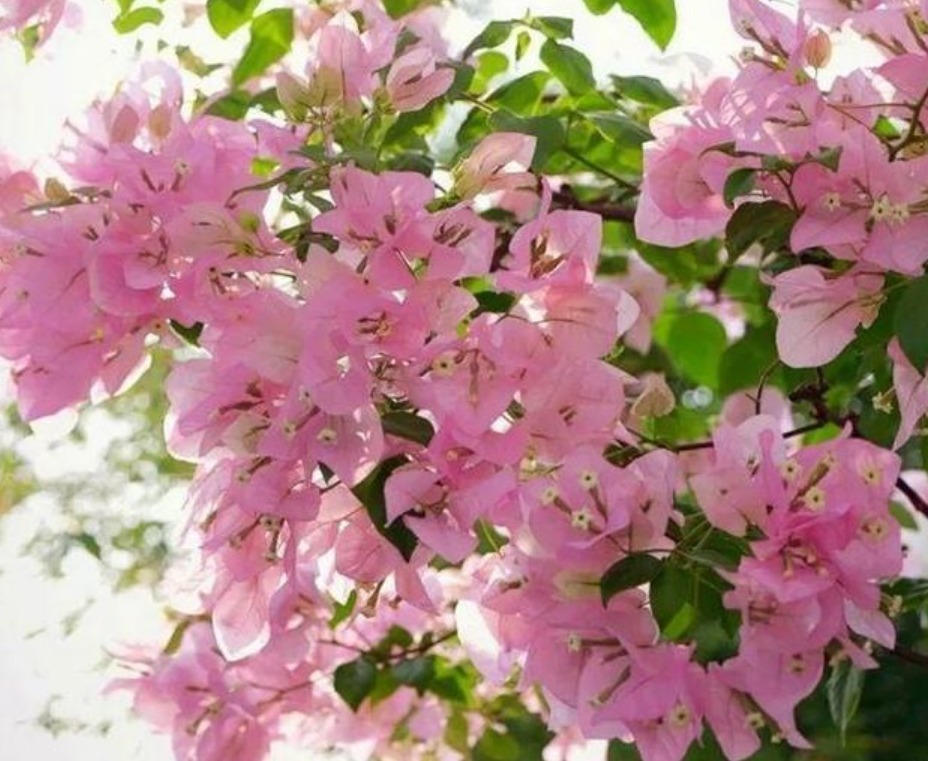4种花好养又漂亮，花大色艳，花香易打理，养在客厅美极了