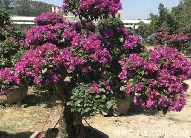 三角梅|张大叔养“三角梅”,采取“3个技巧”,90天长成“花树”,美