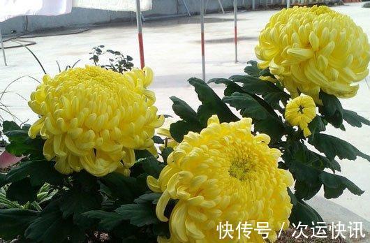 菊花不开花把握“2多一少”常剪枝，大花苞满枝头，又大又香