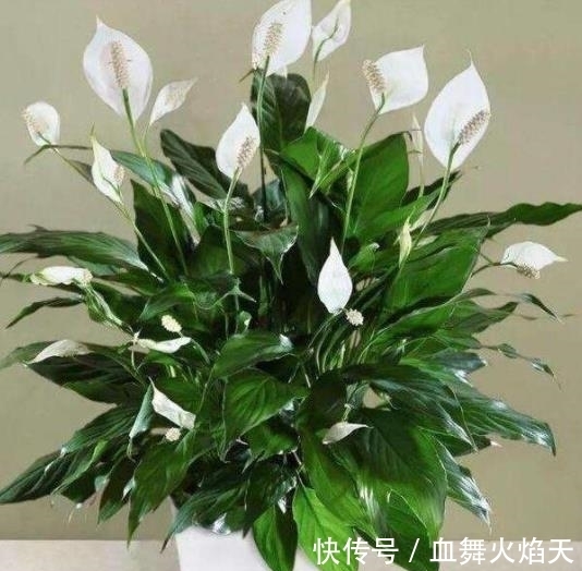 3种在冬天会“假死”的花,别急着丢掉,做好保暖,春天疯长不停