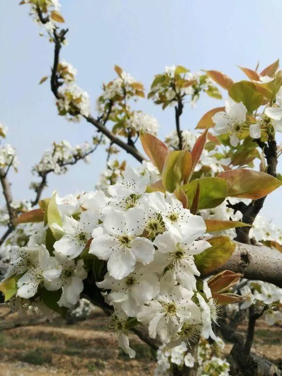 33种花，33首歌，太美了！