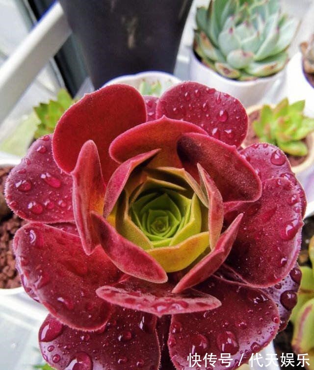 多肉就得懒人养，水越少越不管，呼呼爆出一大盆！