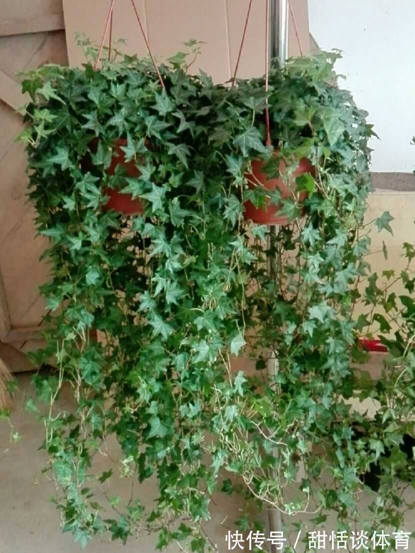 5种“养人花”，你养着它，它也养着你，家里空气清新，人健康