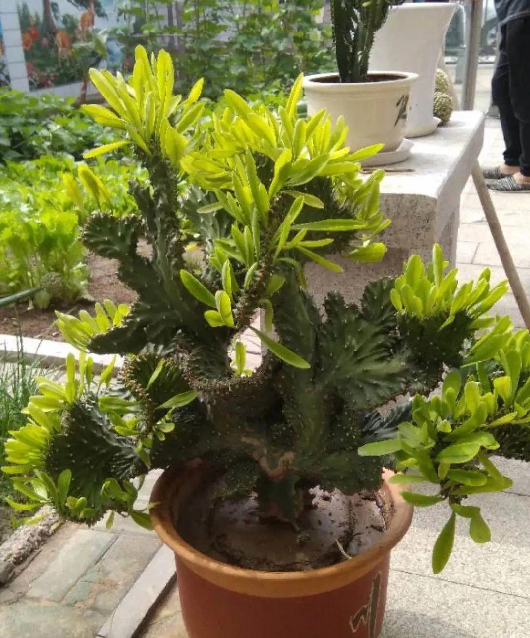 花盆儿|养花总不好？4个“胡乱闹”，看你占了几个，难怪养的差劲