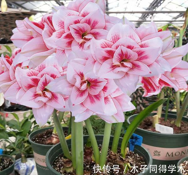 脸大|公认好养的“大漂亮花”,大球随便丢土里,花朵鲜艳比脸大