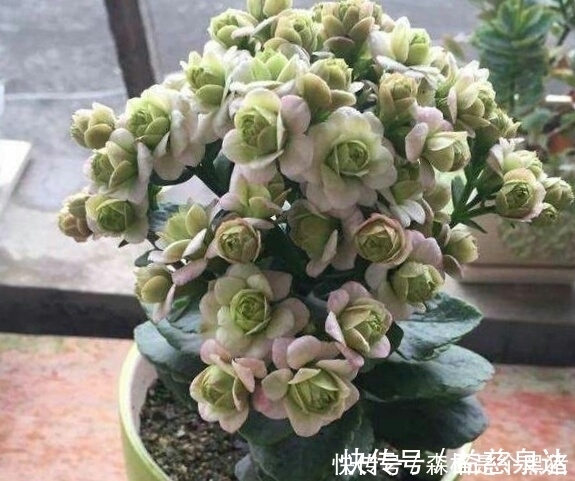 想要长寿|想要长寿多开花，盆里10天扔个“它”，花苞蹭蹭窜，不管也爆盆