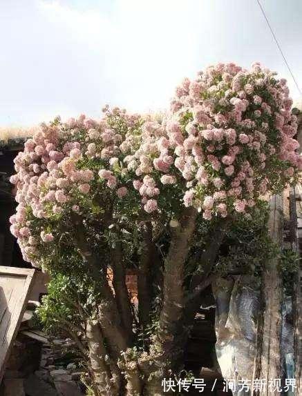 肥厚|养玉树，一月浇2次“壮骨肥”，叶片肥厚岁岁开花，变“传家宝”