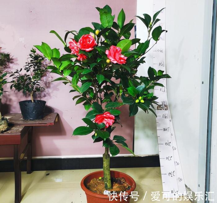 有名的“12种旺财花”,吉祥又大气,养成老桩更“旺家”