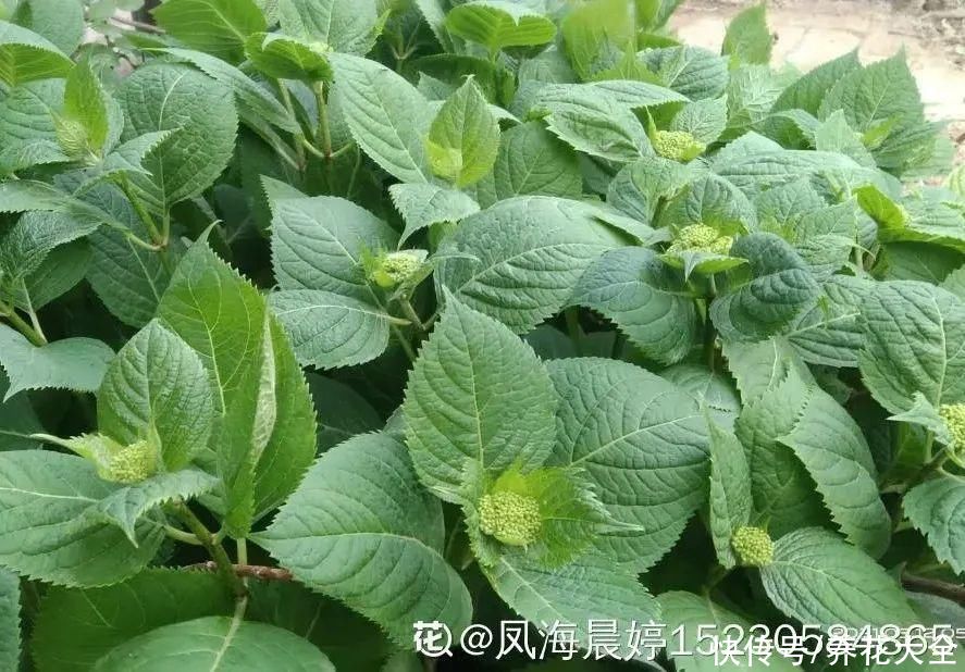 月季|8种花，现在快施肥，秋天开出满树花