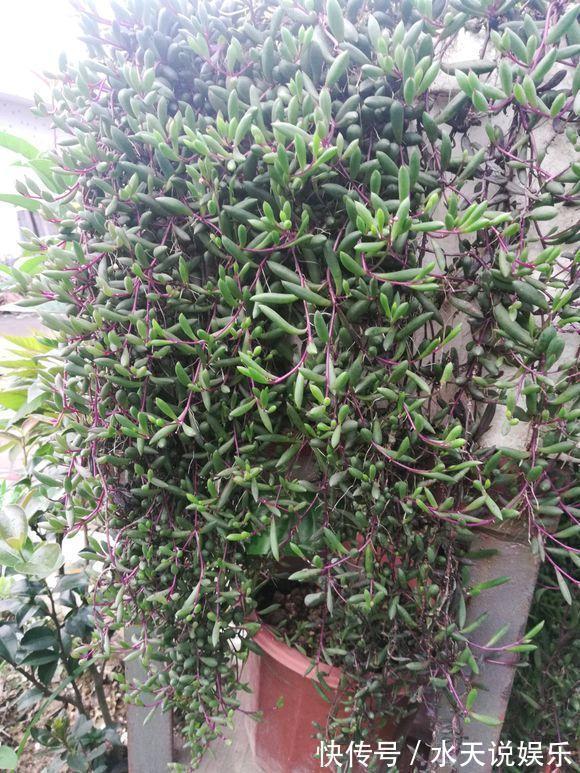 7种多肉，一养就爆盆，长长垂下来，变成“肉瀑布”，美煞人