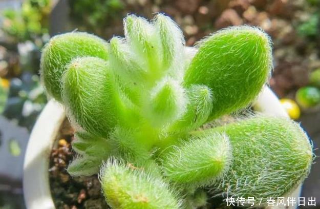 发新|老桩多肉发新根有没有什么巧招?肉友:有而且有3个