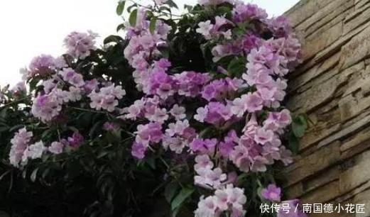 长成|阳台上养蒜香藤,教你4招让盆栽从春开到冬,轻松长成一株老桩
