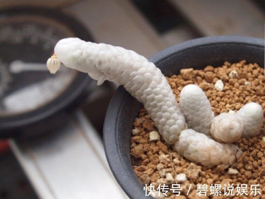 鹿沼土|造型奇特的块根盆栽多肉植物,具有非常高的观赏性!