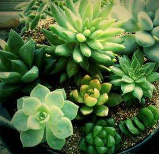 夏天多肉叶子一碰就掉以下3种原因才是罪魁祸首，现在挽救不迟