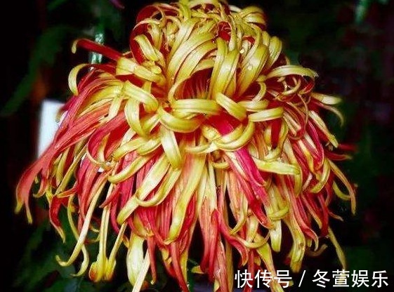 喜欢菊花,不如养盆“菊中珍品”唐宇秋荷,似清新莲花,婀娜多姿