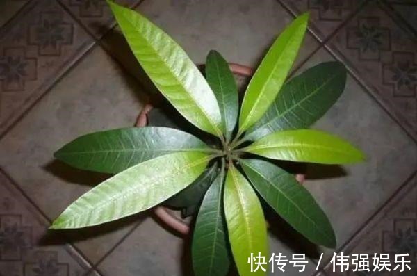 3种“吃不起”的东西,捡“1颗”种子扔盆里,长成小树,结果能吃