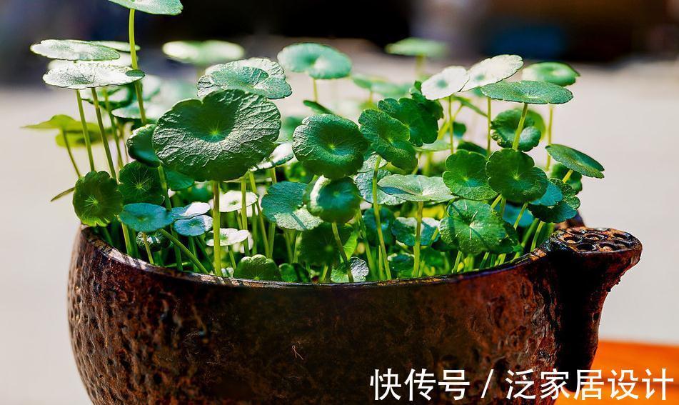 喜水花非它莫属，家中养一盆，健康又环保，简直赚到了
