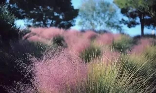  花境|花有“花境”，草有“草境”！