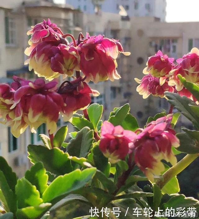 吊兰长满小金鱼，养上5年，越养越上瘾！