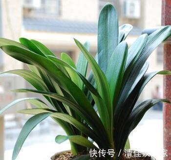 叶片|养君子兰,犯了2个错,不再整齐划一,歪七扭八太不像话