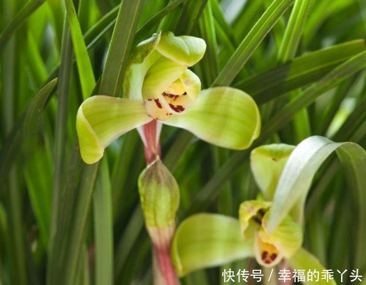 清新迷人的几种花卉,花香易打理,开花艳丽惹人爱,沾土就活