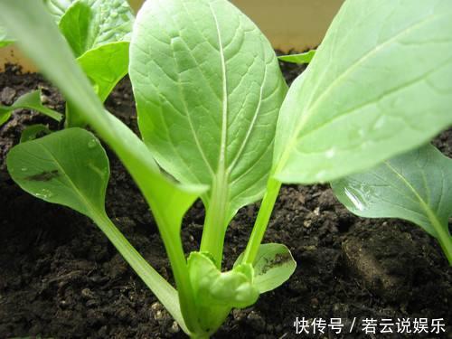 养花不如“种菜”,把“2种菜”种在阳台上,7天出芽,想吃就摘