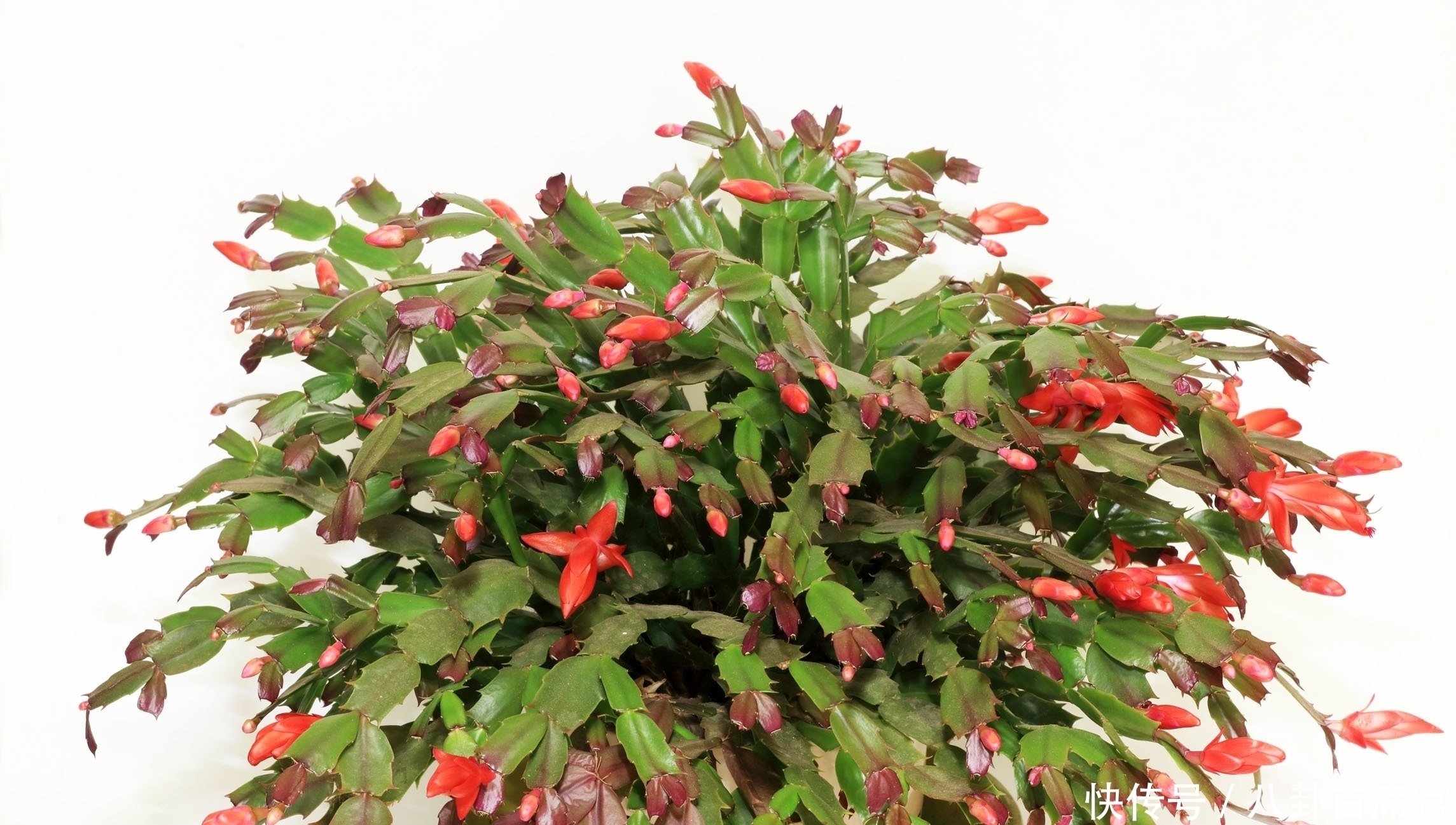 种花|5种花夏天要养在北阳台,否则成为“夏必死”,黄叶又落叶