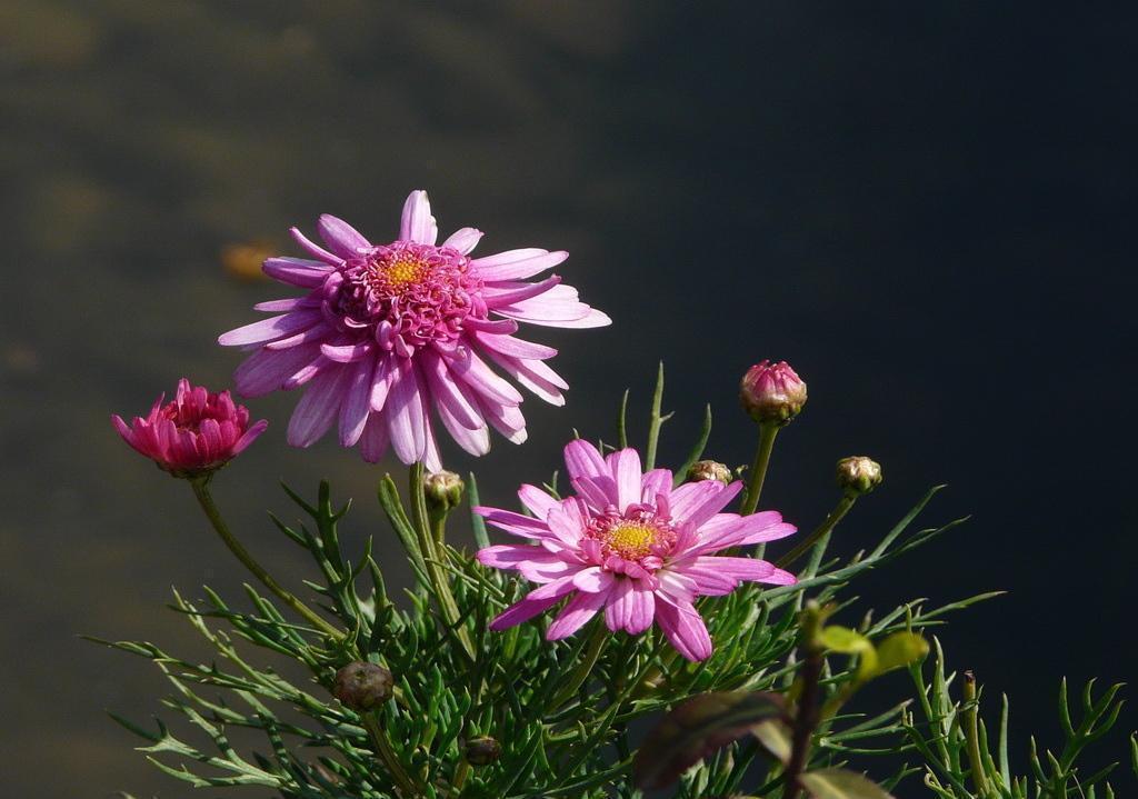 铜钱草|狠心“剃头”效果好,养花就该这样做,特别是对它们