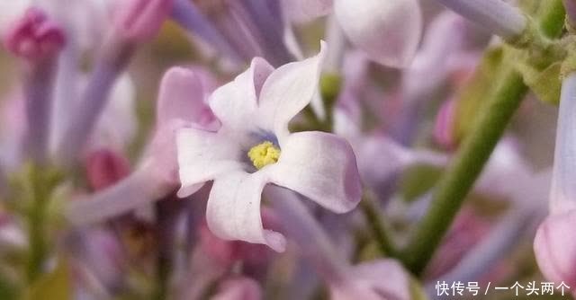 那一株丁香，今年三月你在哪儿盛开