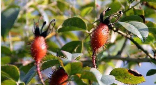 八月瓜|农村野果大全，儿时常吃的味道，吃过15种以上没多少人！