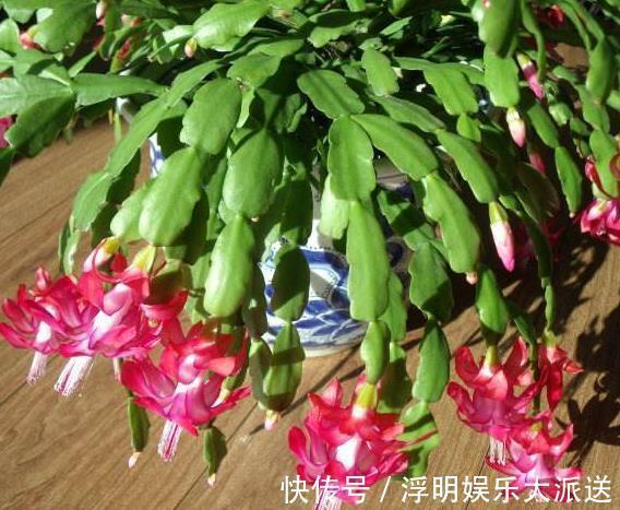 花卉|养蟹爪兰不开花往花盆里撒“2种废渣”,花芽长出来,开出花!