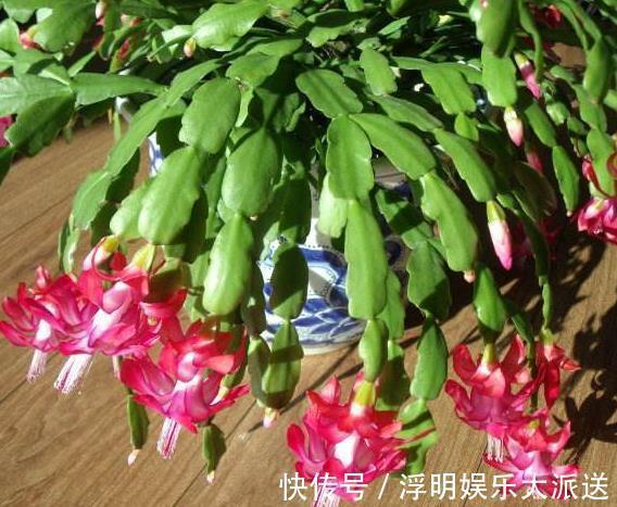 花卉|养蟹爪兰不开花往花盆里撒“2种废渣”，花芽长出来，开出花！