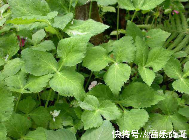 野草|药食两用的传统草药,在国内少有人知,在日本却被人们大力追捧