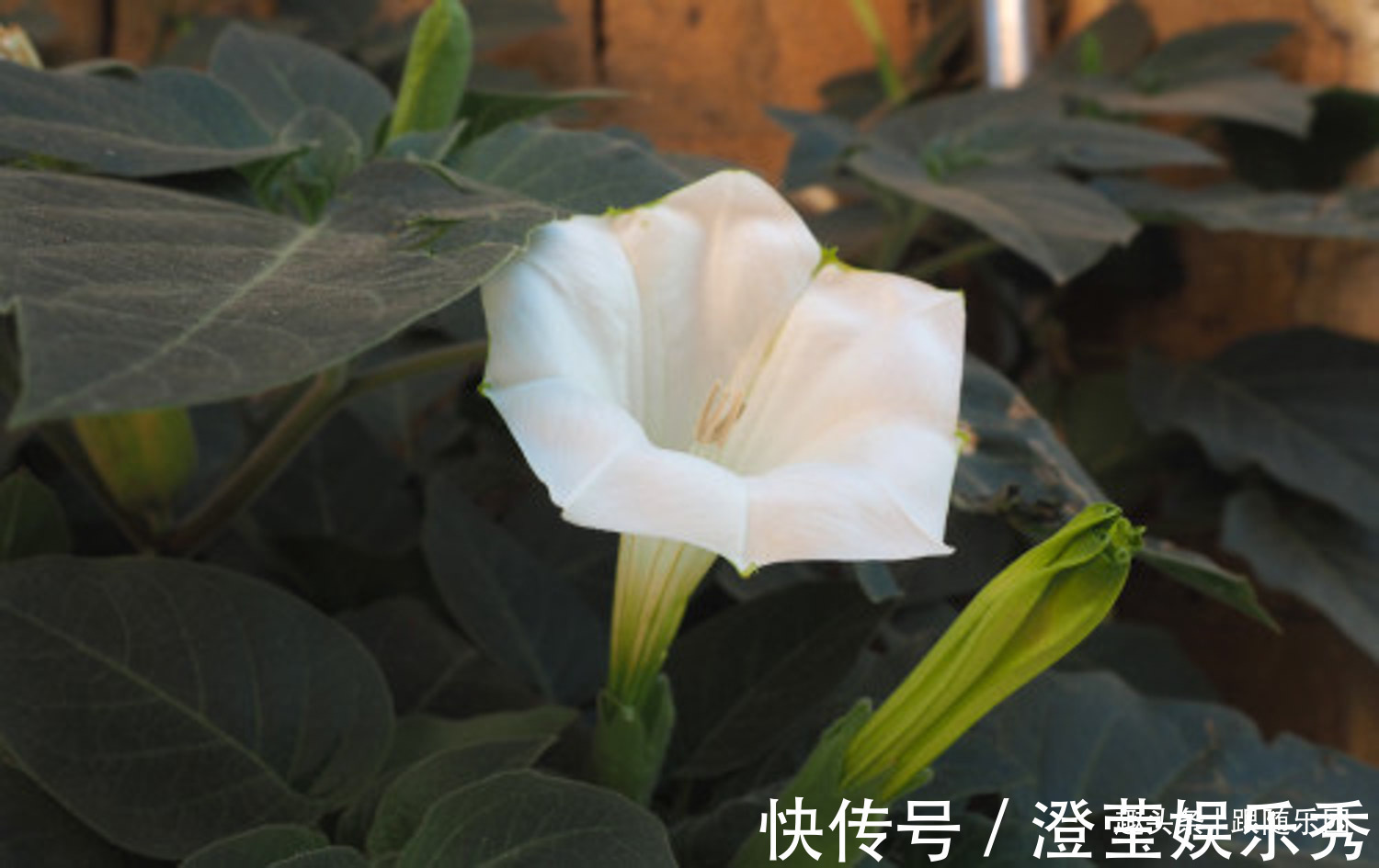 滴水观音|4种“伤人花”,有人经常养,摆在家里高处,那叫一个漂亮!