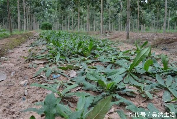 植物|此物俗稱“土人參”,屬極品中藥,農村到處是,卻少有人識,可惜