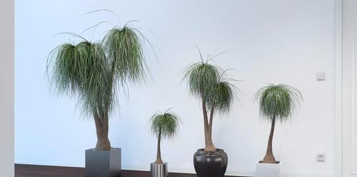 没想到|没想到酒瓶兰开花这么灿烂,养室内变观叶植物,大半年不浇水也行