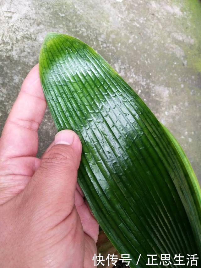 新叶|君子兰长出抽屉叶怎么办直接用刀割成开裆裤恢复吧