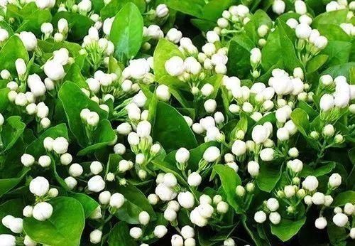 茉莉花就是个老酒鬼,一周喝一次,叶片绿油油,花开一朵朵