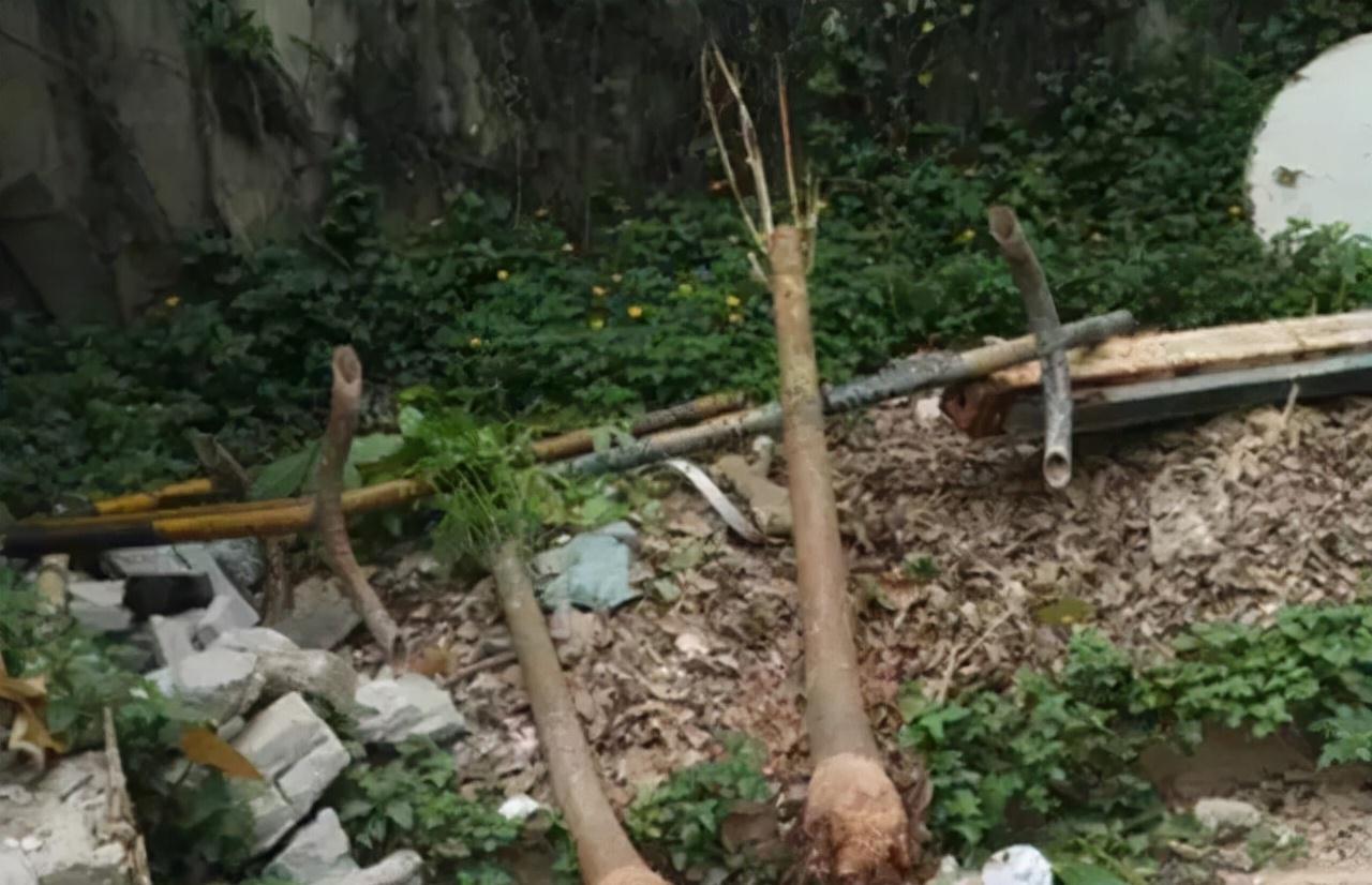 别人把枯树都扔了，捡回来一顿大刀，30天撑起一个客厅