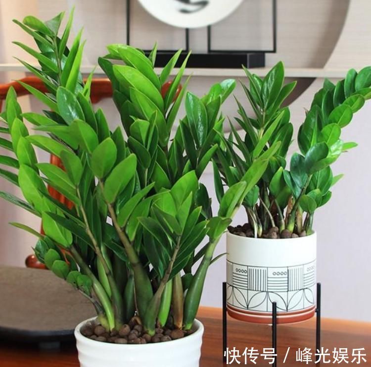 3种花自带“财运”，养家里一盆，财源广进，好运滚滚来