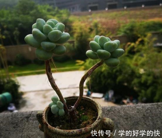 多肉都被养成这样,要不要砍头处理!