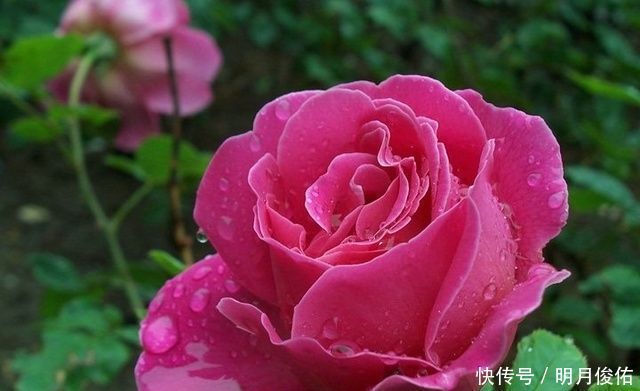 4种美丽的花卉盆栽，花香阵阵，花期长达半年，种在阳台开成花海