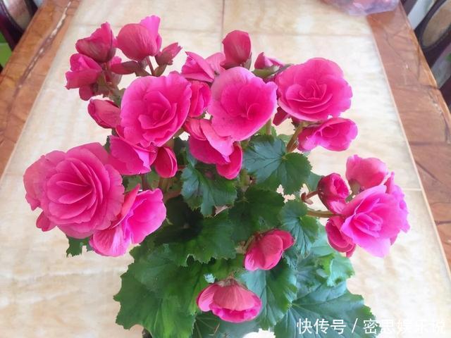 仙客来|被称为“夏必死”的8种花，我却喜欢买一些，因为能“省”不少钱