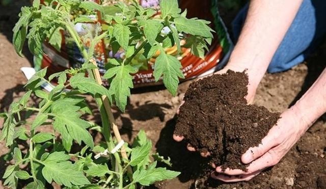 分享|小齐养花总结出的“6大点”,今天分享出来,学会什么花都能养!