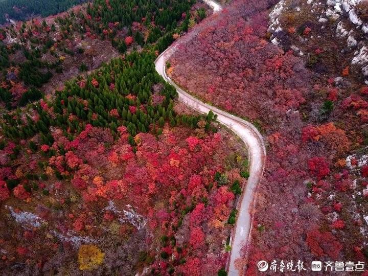 齐鲁壹点|济南东外环“怪坡”处，一座山都红透了