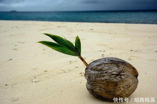  椰子|海边发了芽的椰子，才是真正的宝贝，里面这东西好吃极了