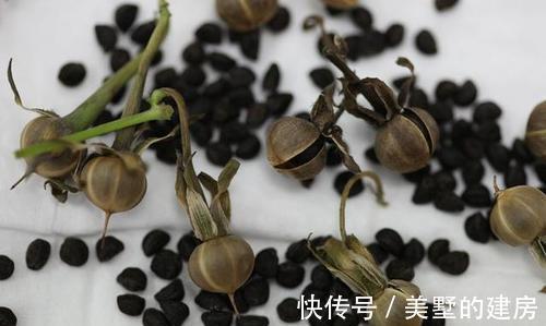 修剪|6种“漂亮花”，开完花别修剪，长满黑种子，第二年有惊喜