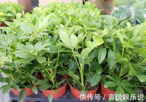 排水|养花不死,全靠盆土,用这个土养花,能活几十年